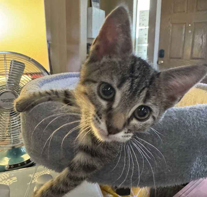 Photo of Cheese Curd