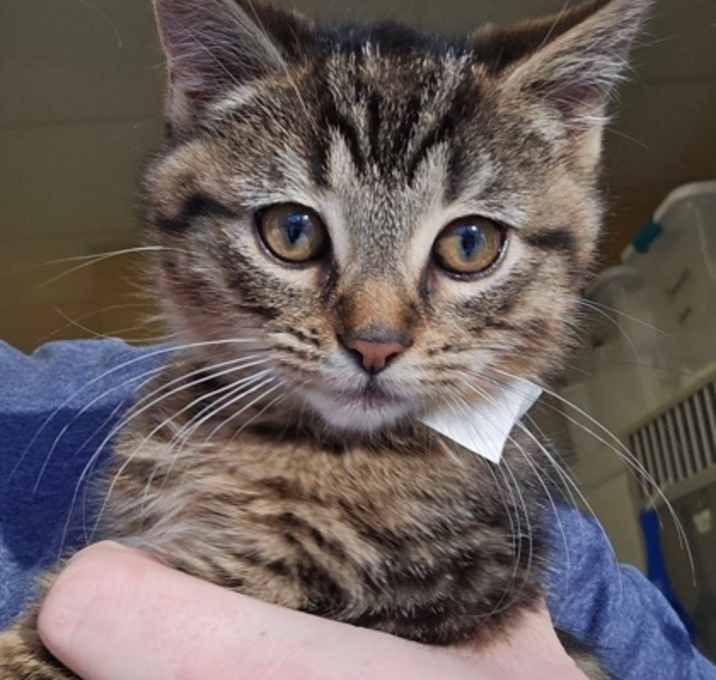 Photo of Harry - I am at Petsmart North