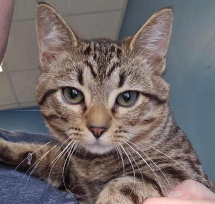 Photo of Wyatt - I am at Petsmart Frami