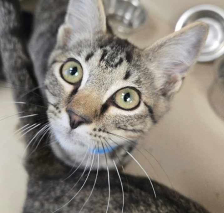 Photo of Oakley - I am at Petsmart Nort