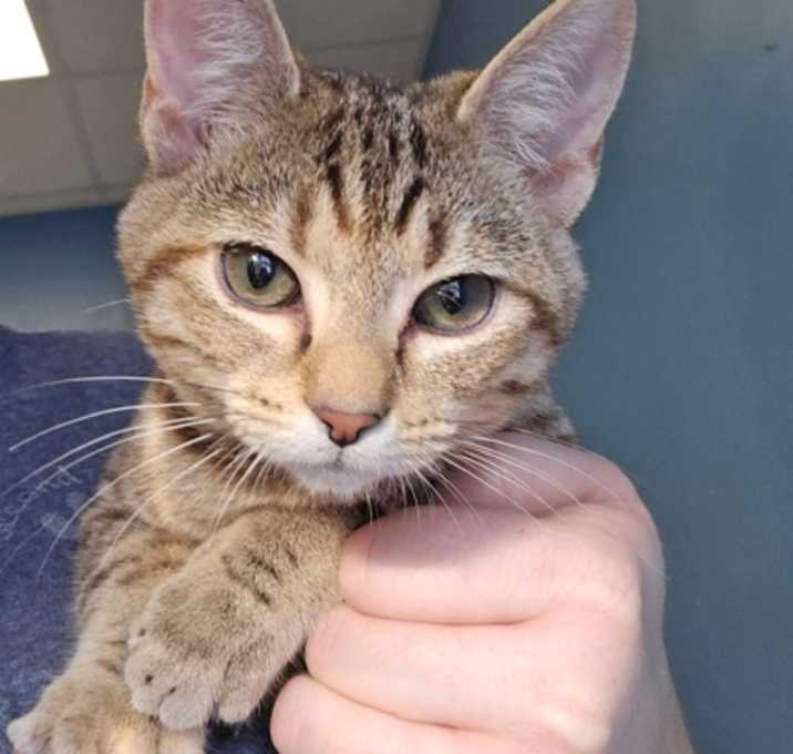 Photo of Wilhemina - I am at Petsmart F