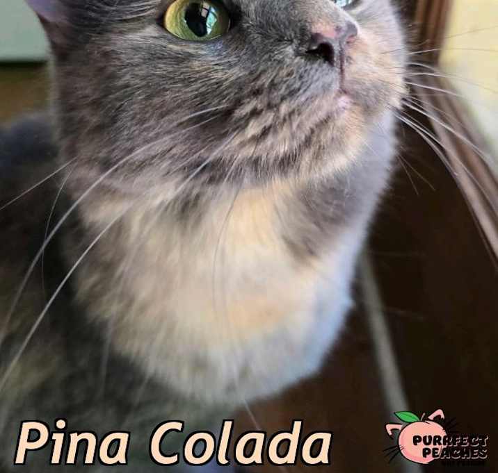 Photo of Pina Colada