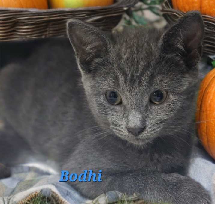 Photo of Bodhi