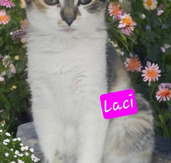 Photo of Laci