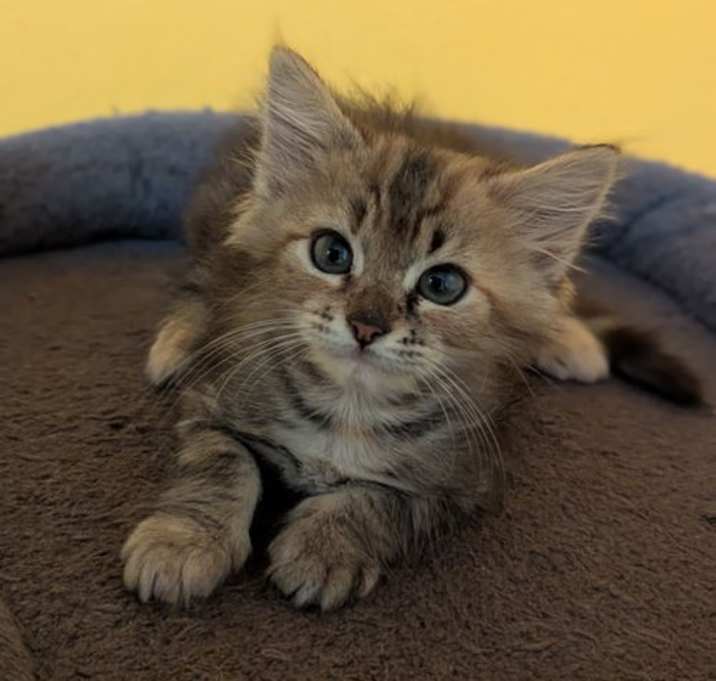 Photo of Acadia (new)