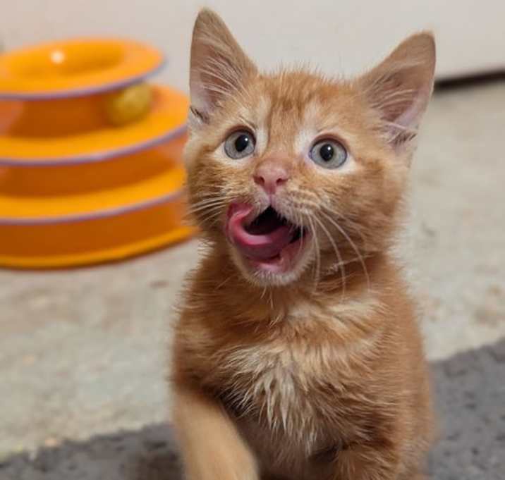 Photo of Yellowstone (2778)