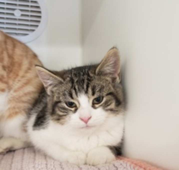 Photo of Yuzu - Stratford