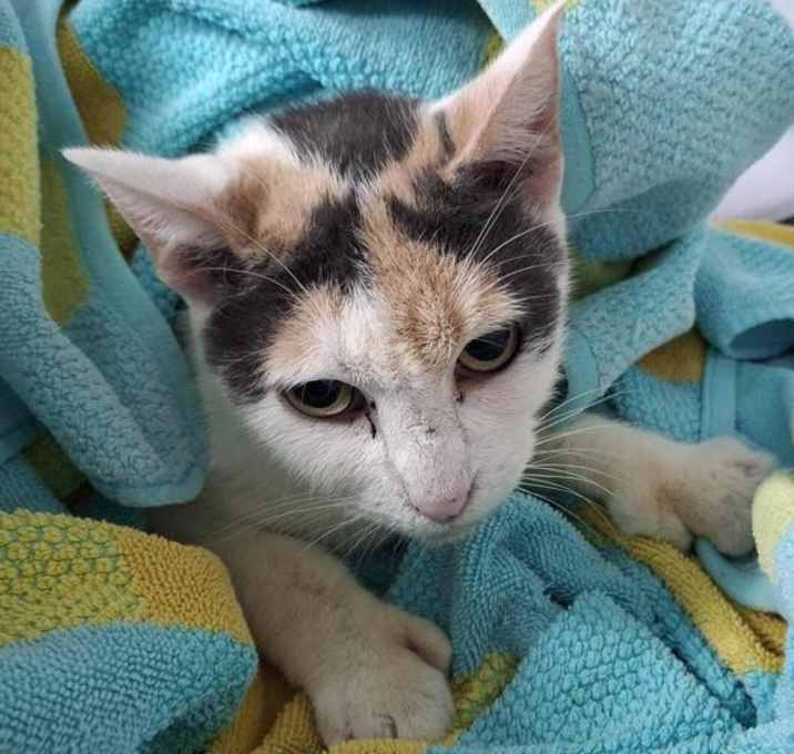 Photo of Peppercorn - Barn Cat