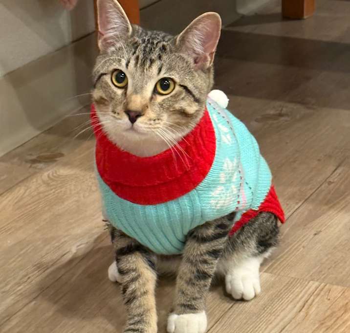 Photo of Edgar Allen Poe