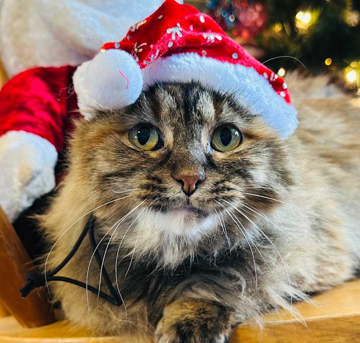 Photo of Phoebe FKA Sissy