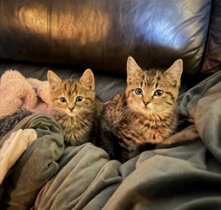 Photo of Baby Walnut Maple