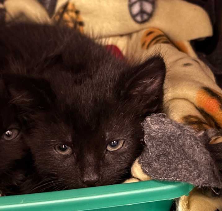 Photo of Leek-Spirit Kitten