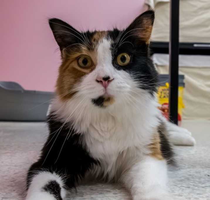 Photo of KitKat - KBC