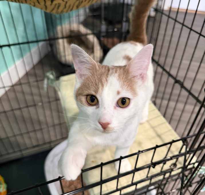 Photo of Doug Funnie