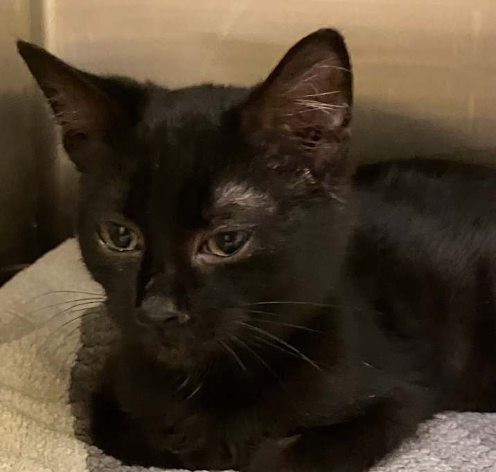 Photo of Stray 12/16 A64437