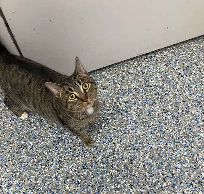 Photo of Madame Meow