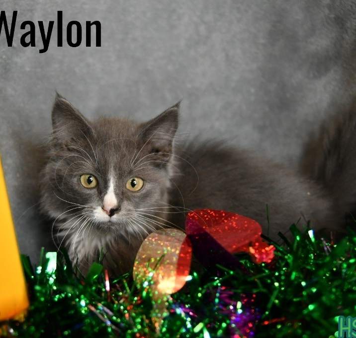 Photo of Waylon