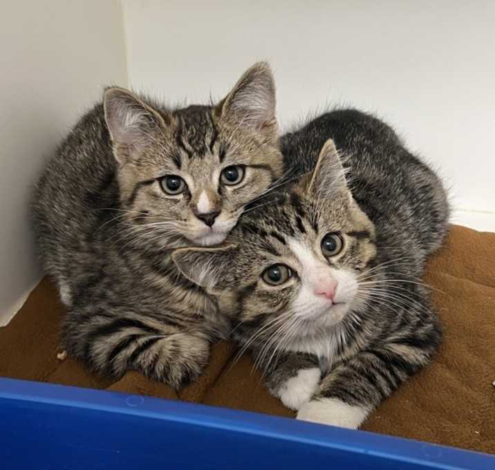 Photo of Seraphim - Bonded W/ Cherubim