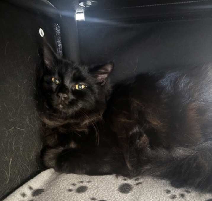 Photo of Lord Farquaad