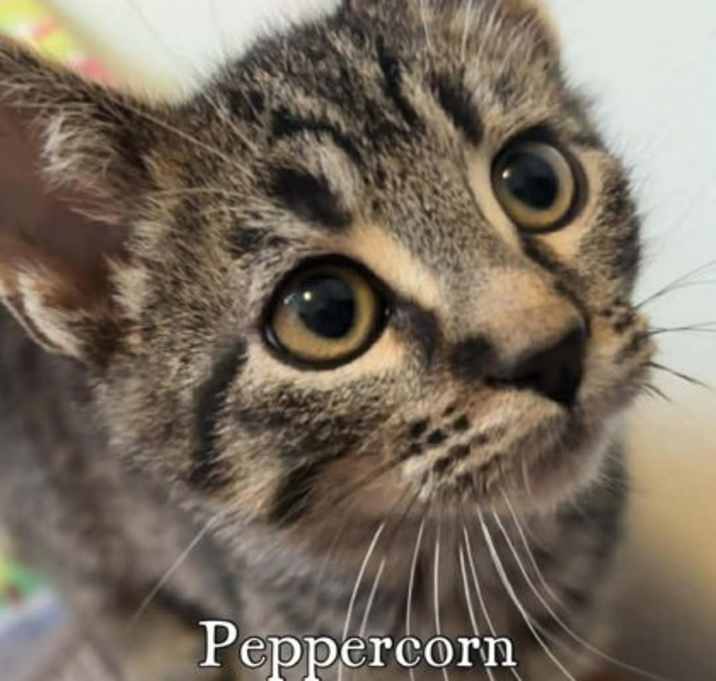 Photo of Peppercorn