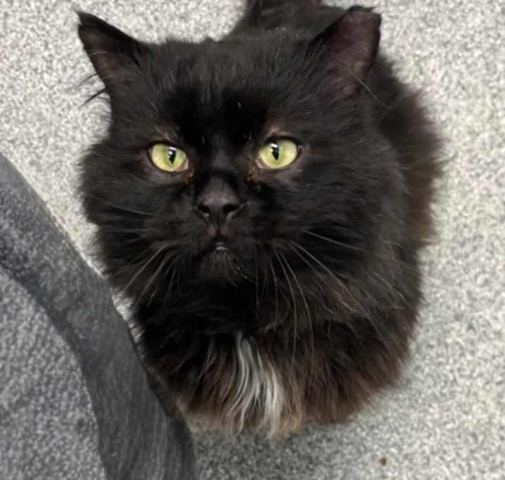 Photo of Billy (FIV+)