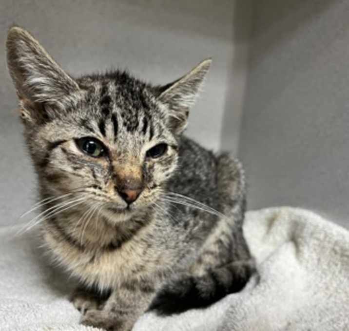 Photo of Roman-a-clef