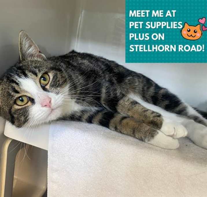 Photo of JOHNNY CASH