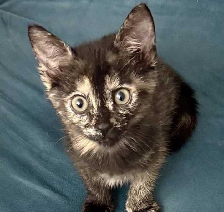 Photo of SWEETIE PIE