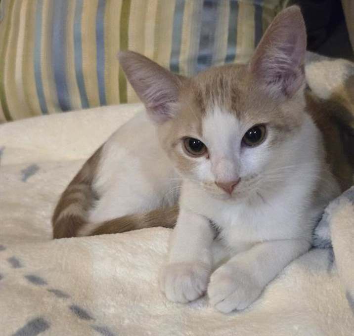 Photo of BUTTERFINGER