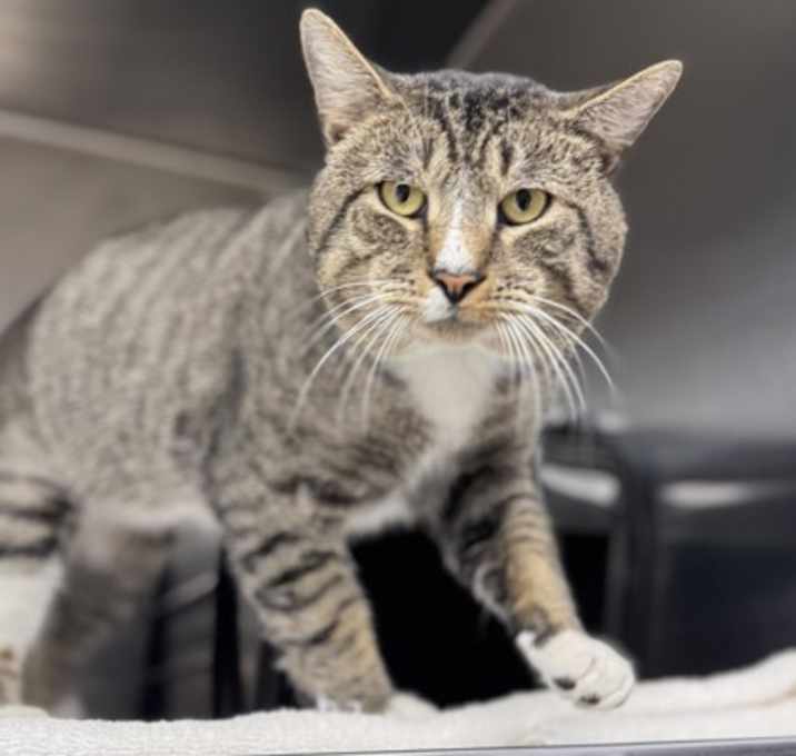 Photo of Kris Kringle