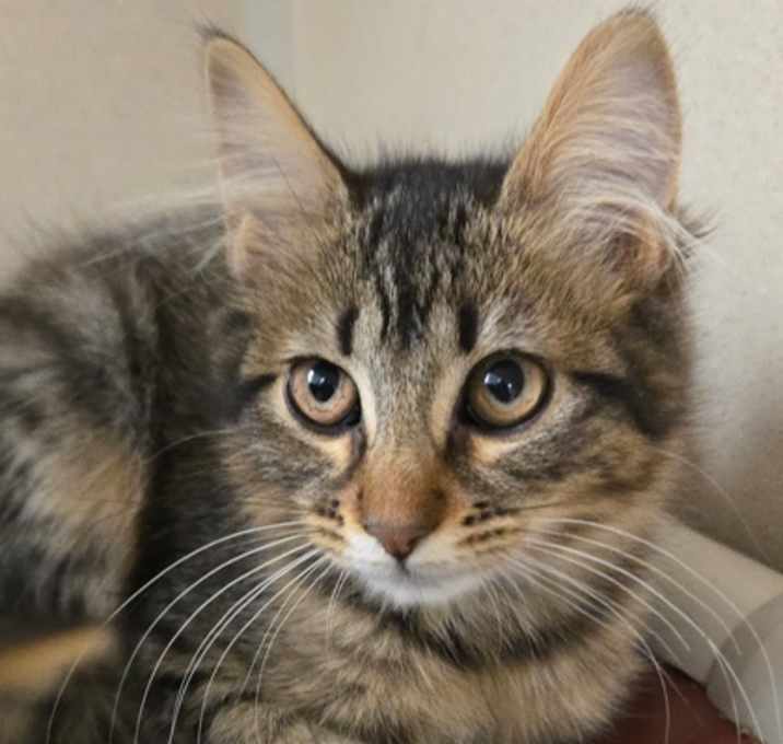 Photo of Muffin - I am at Petsmart Nort