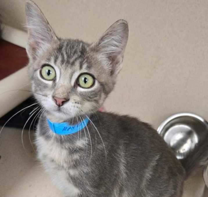 Photo of Haven - I am at Petsmart Frami