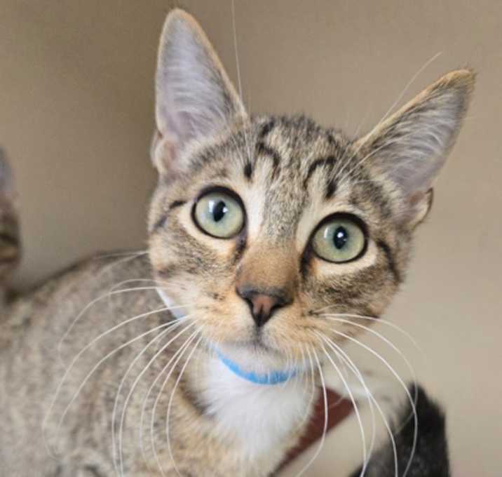 Photo of Wilder - I am at Petsmart Nort