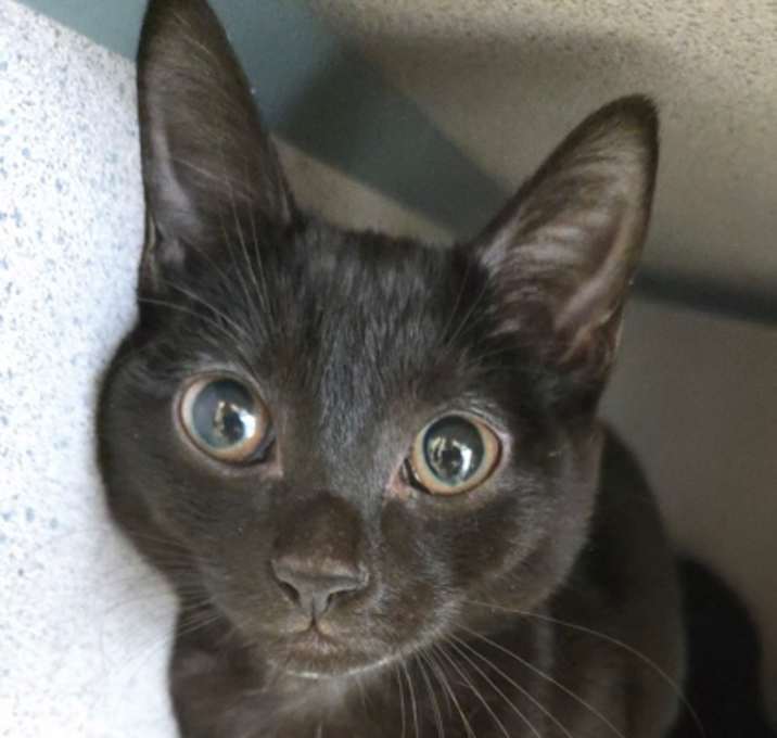 Photo of Peanut - I am at Petsmart Fram