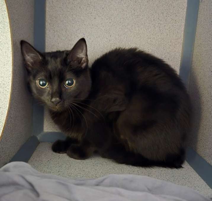 Photo of Snickers - I am at Petsmart Fr