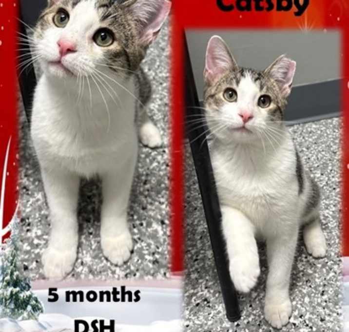 Photo of The Great Catsby