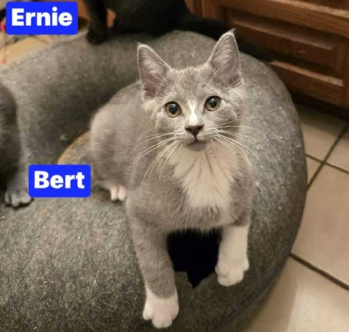 Photo of Bert