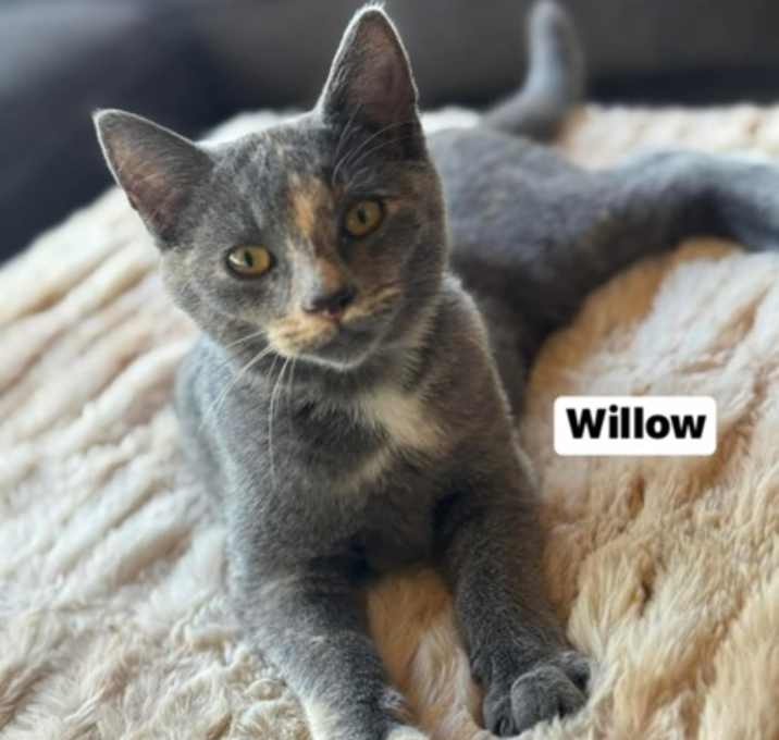 Photo of Willow