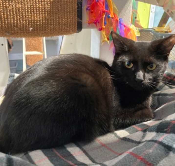 Photo of Lo Mein (PetSmart Manhattan)