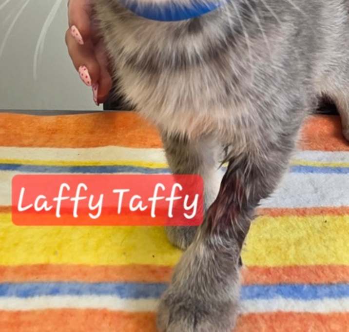 Photo of Laffy Taffy