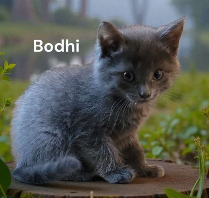 Photo of Bodhi