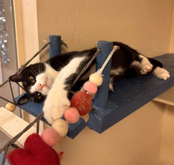 Photo of Jumping Jacks