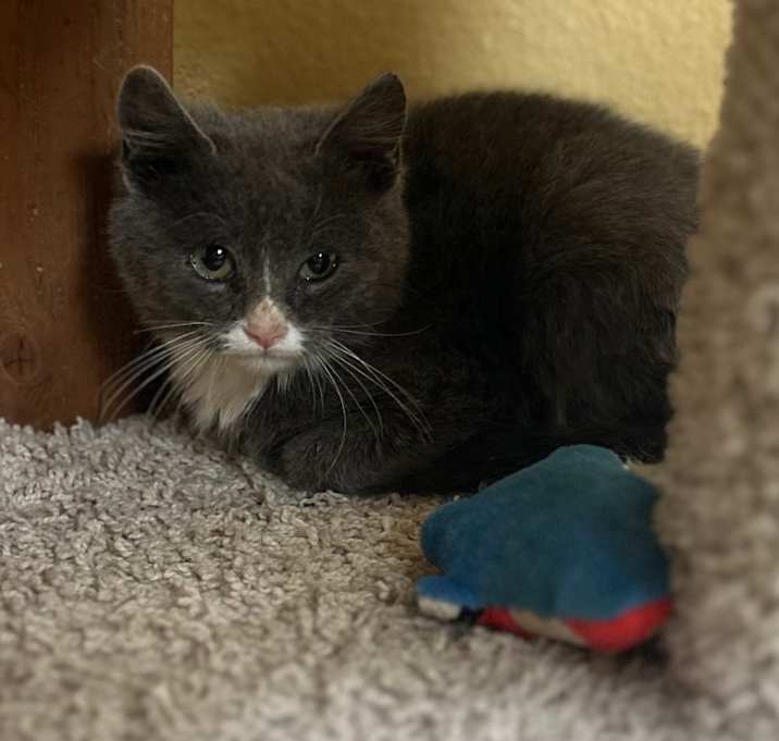 Photo of Hoot w/ Holler - Adoptable barn kittens🐁$0 adoption fee 