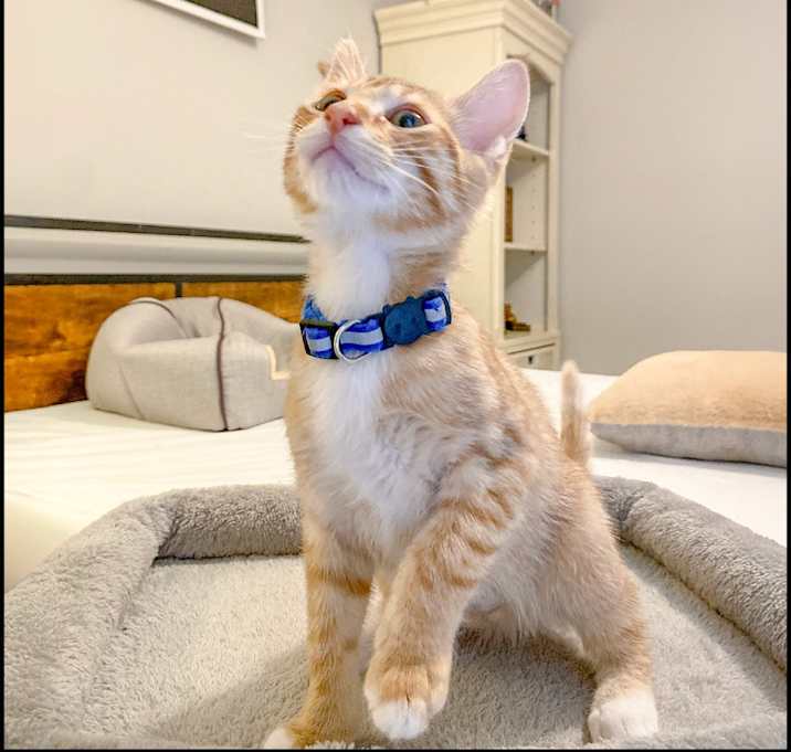 Photo of Blue Solomon