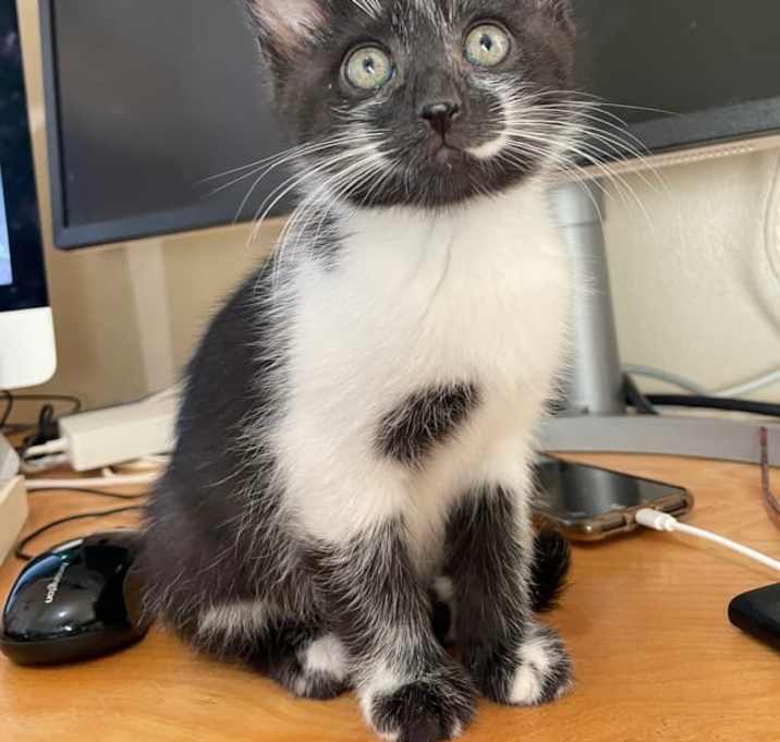 Photo of Ember (Bonded with Sorrel)