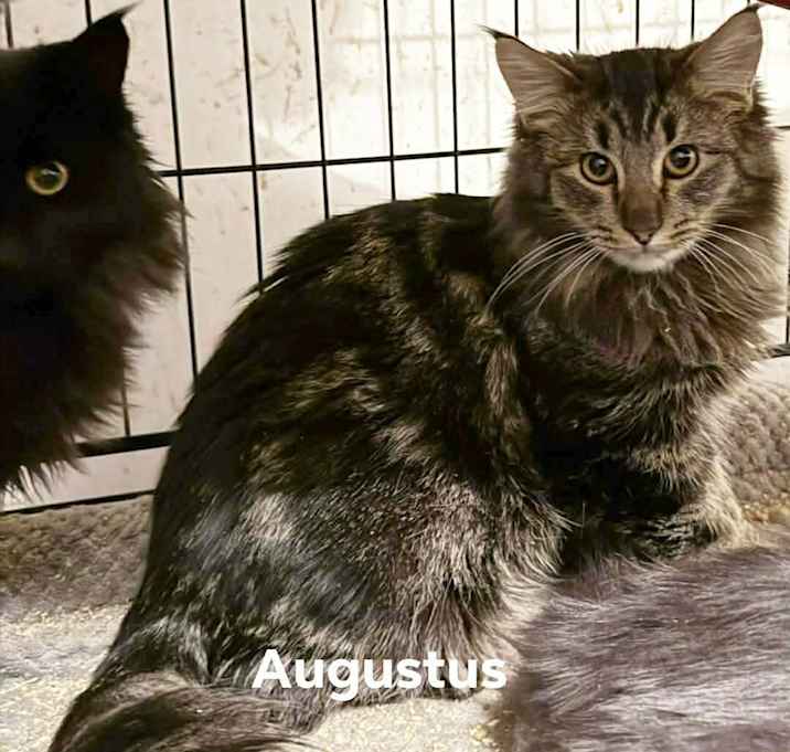 Photo of Augustus