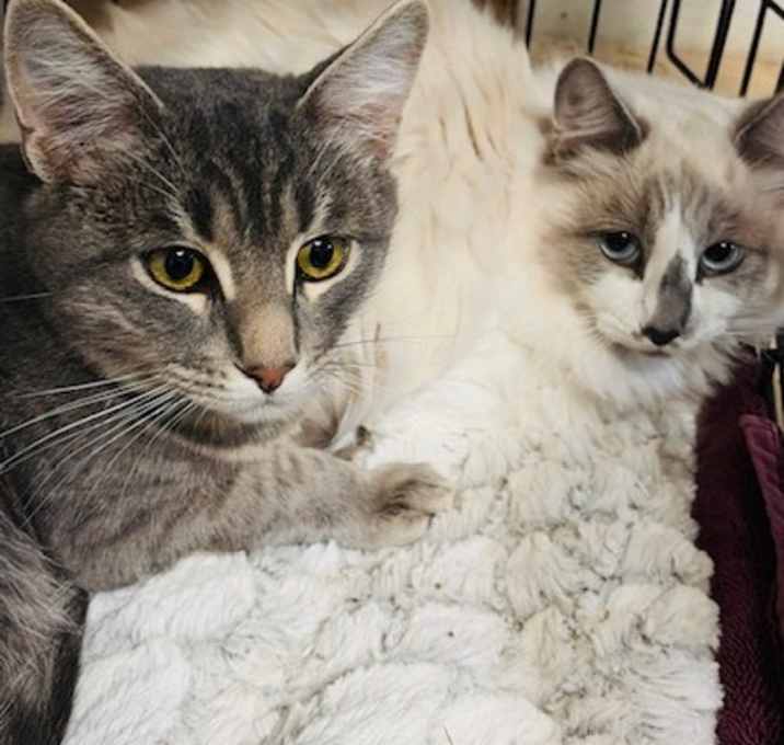 Photo of SILAS bonded to MARSHMALLOW