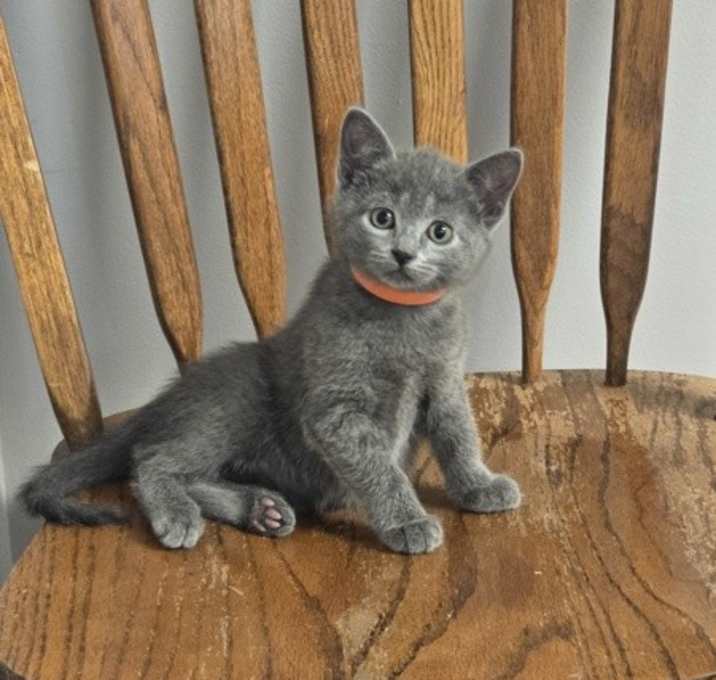 Photo of Camellia - Orange Collar