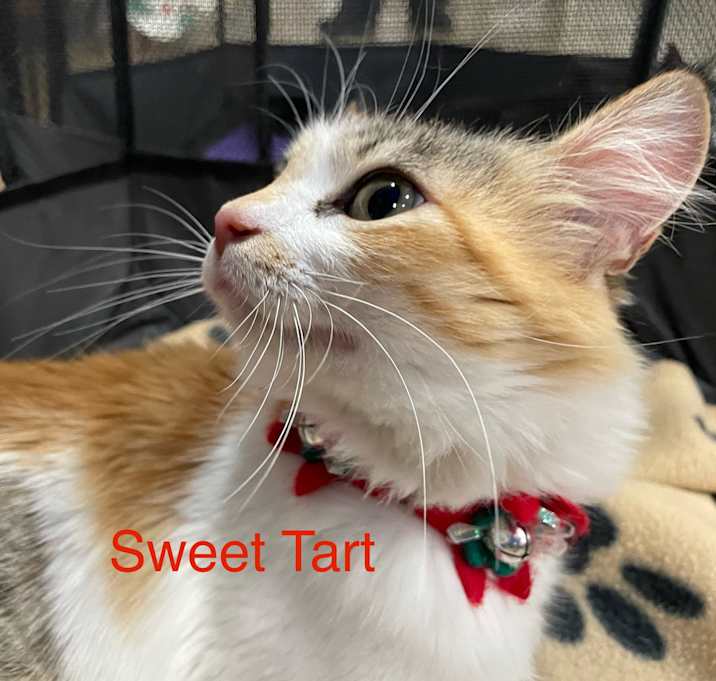 Photo of Sweet Tart