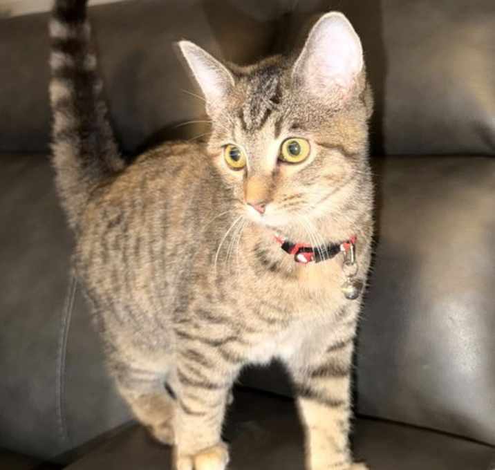 Photo of KITTEN CANVAS